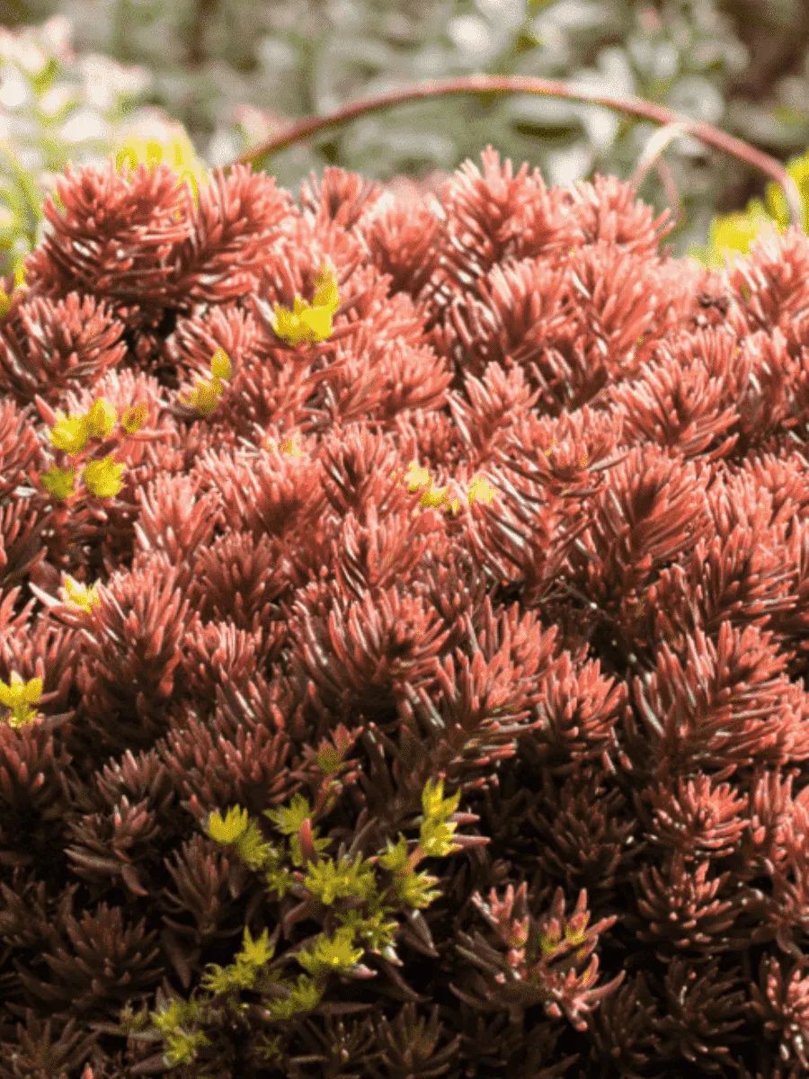 Очиток отогнутый Chocolate Ball