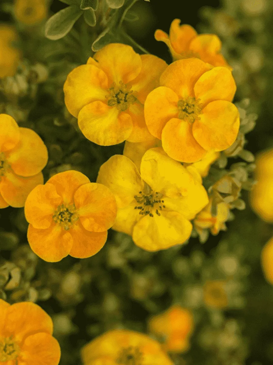 Лапчатка кустарниковая Mango Tango