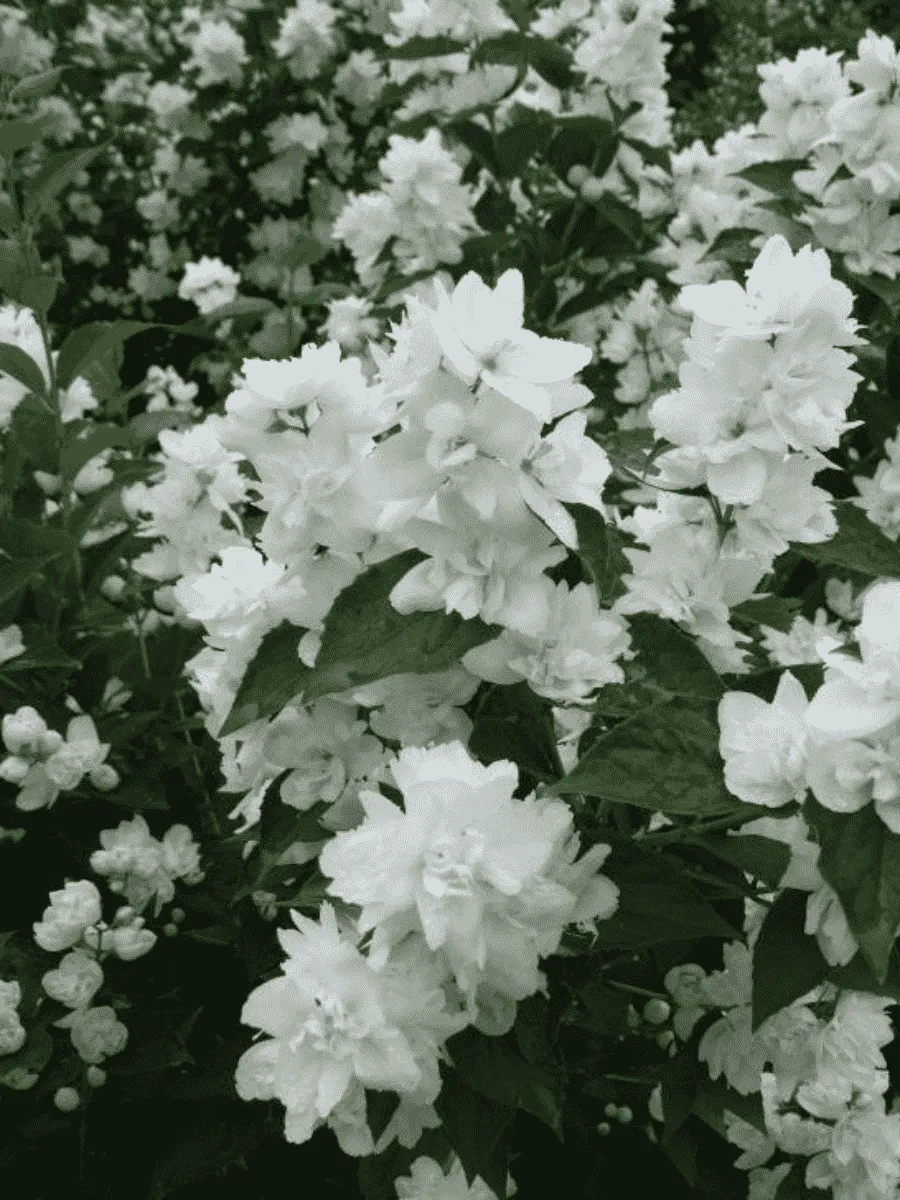 Чубушник гибридный Зоя Космодемьянская