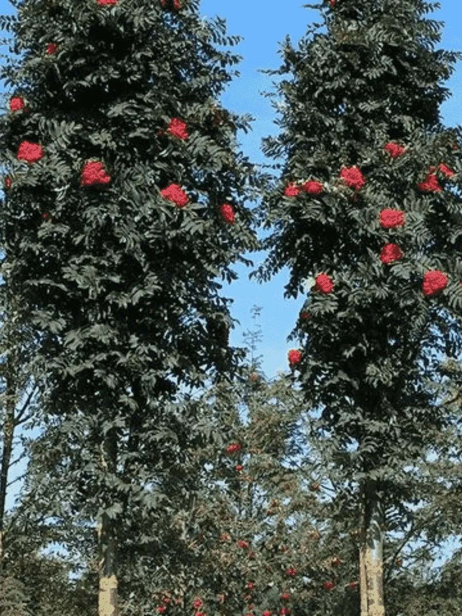 Рябина сладкоплодная Shearwater