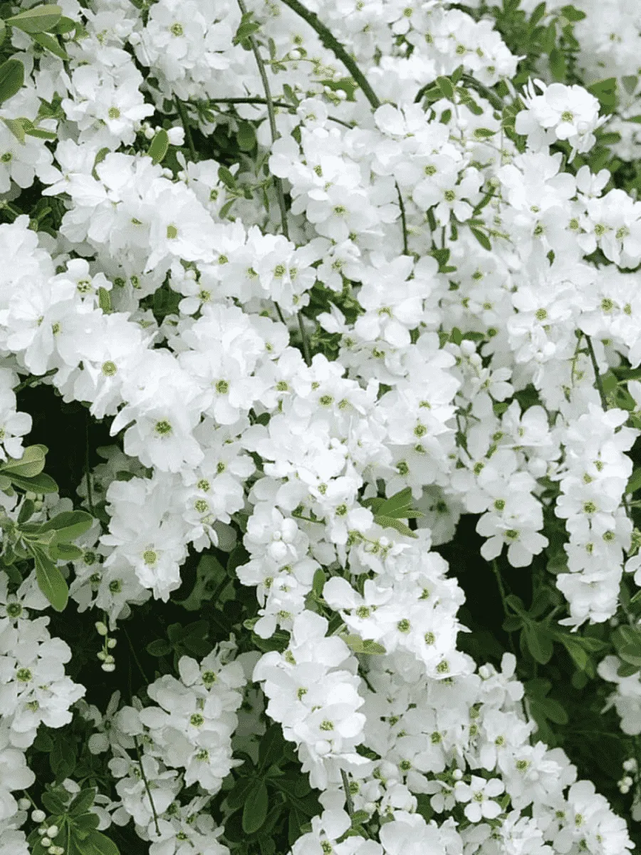 Экзохорда кистевая Magical Springtime