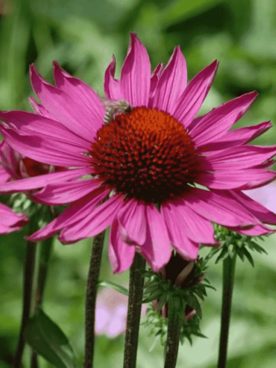 Эхинацея пурпурная Rubinstern