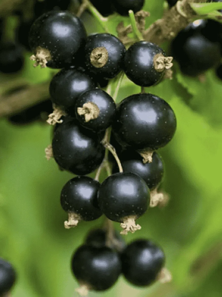 Смородина черная Орловская серенада