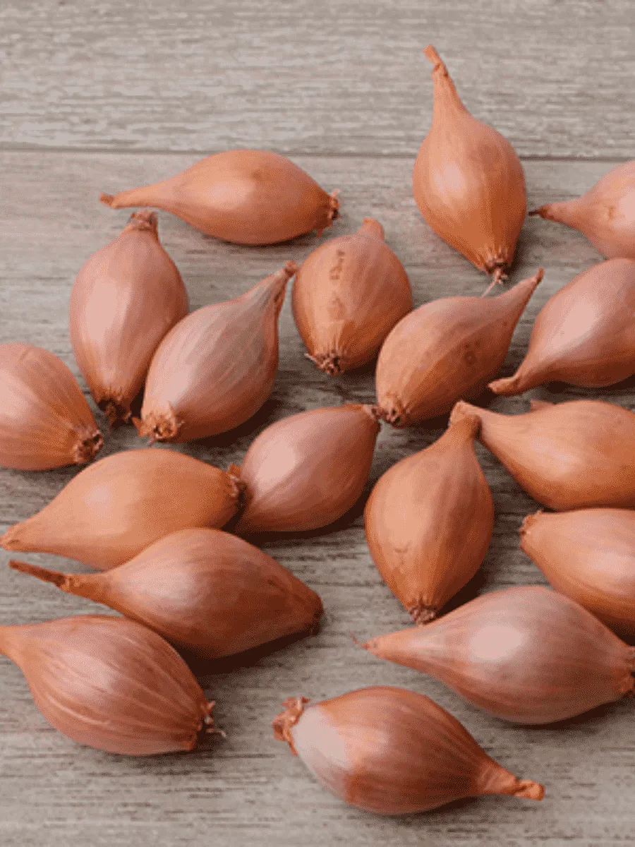 Лук-севок Розана