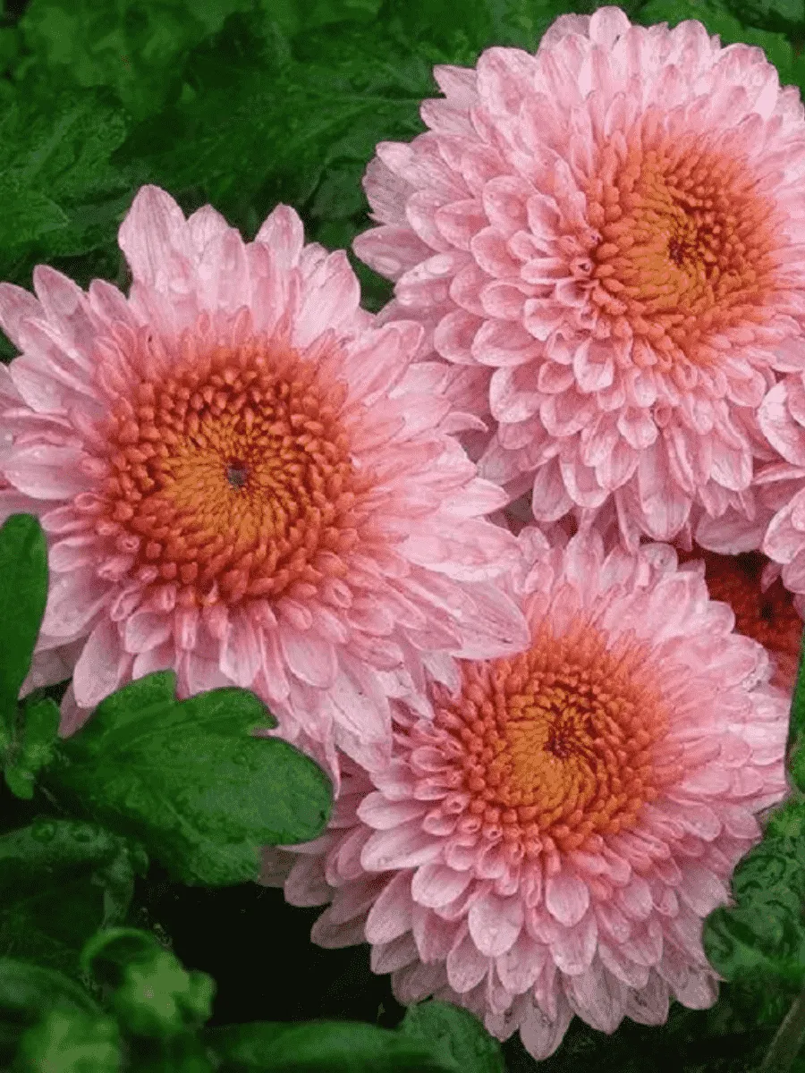 Хризантема мелкоцветковая Blenda Pink