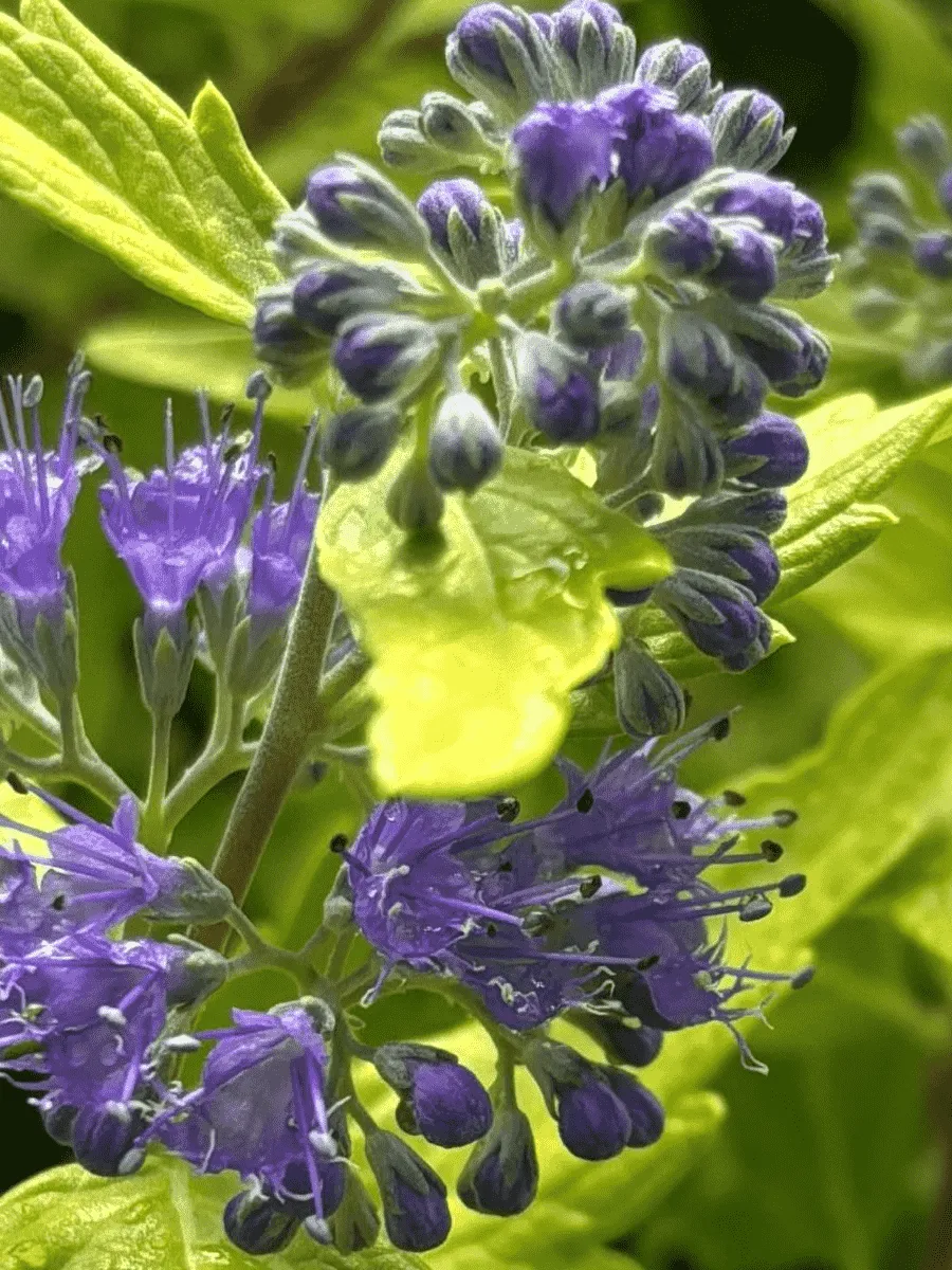 Кариоптерис кландоненский  Gold Crest