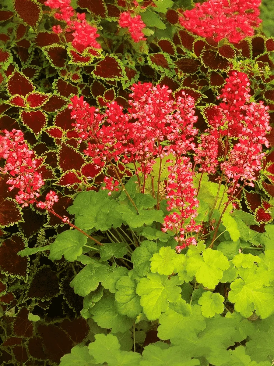 Гейхера Little Cutie Sweet Tart