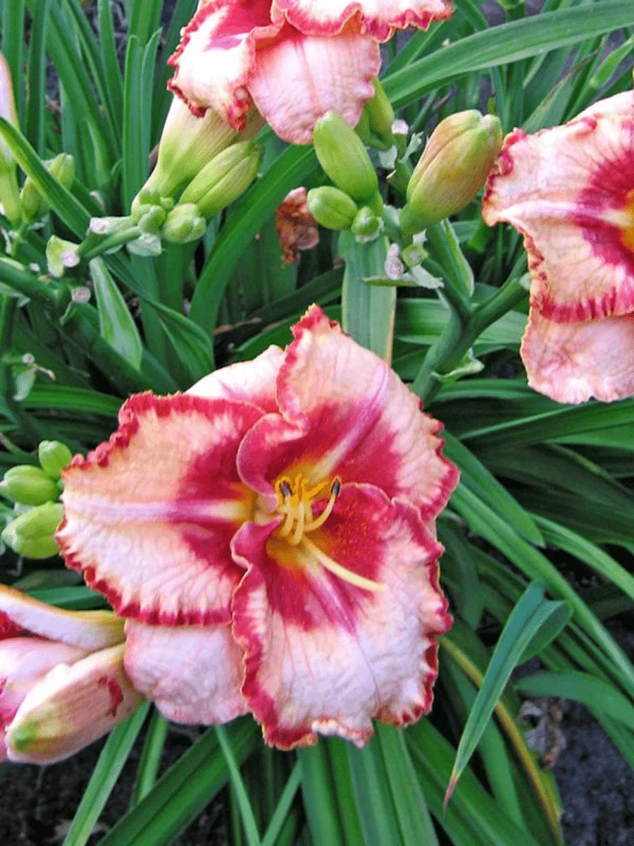 Лилейник Lies and Lipstick