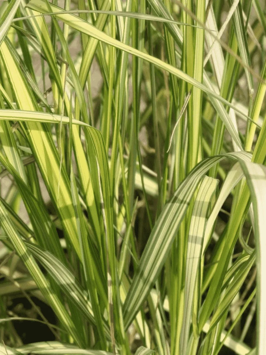 Вейник остроцветковый England