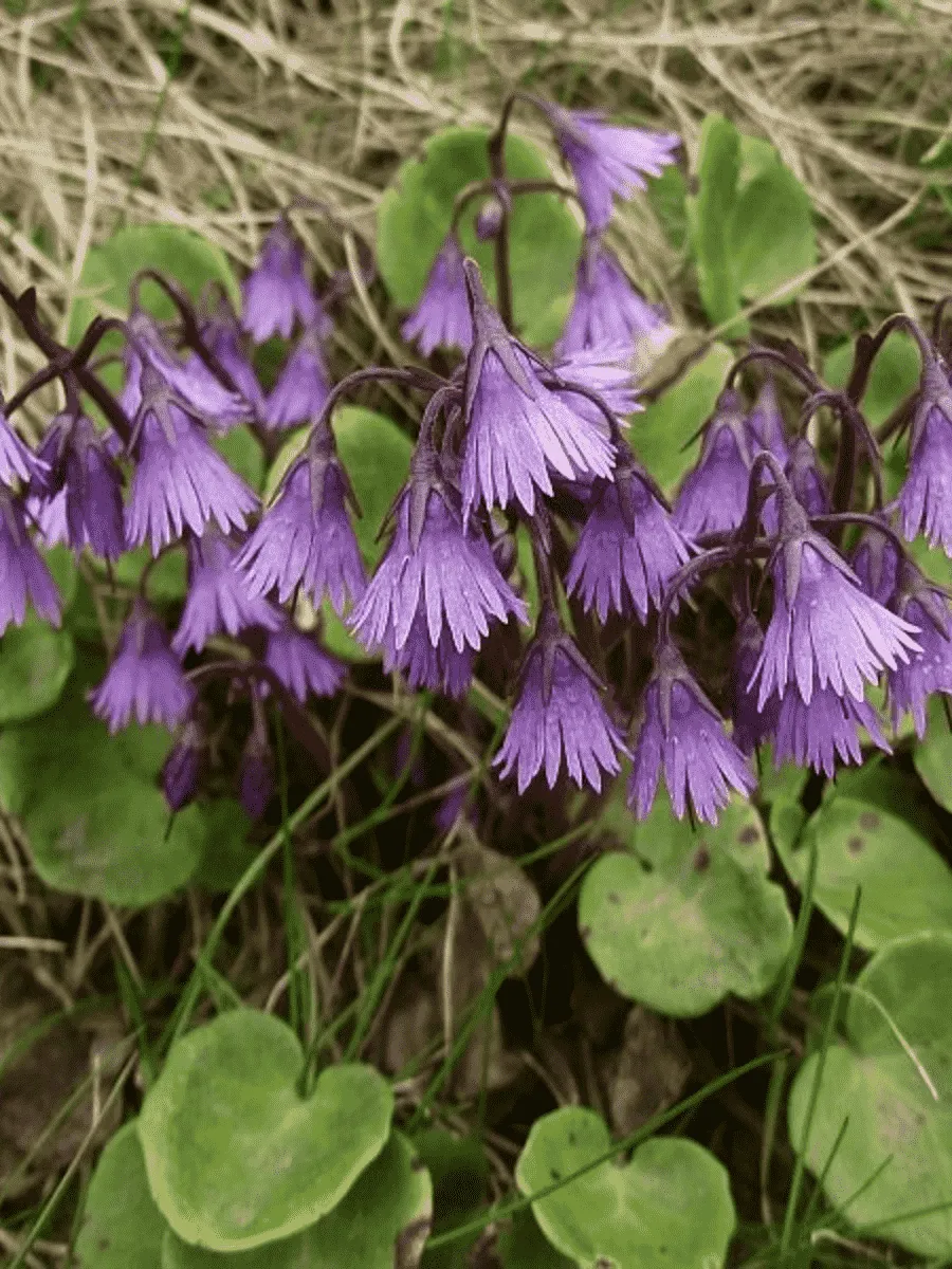 Сольданелла Горная