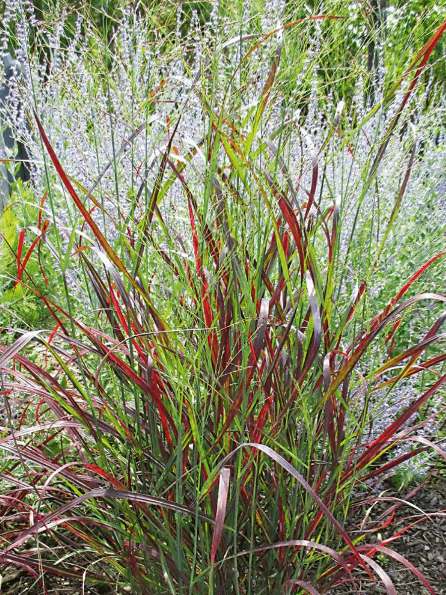 Просо прутьевидное Warrior