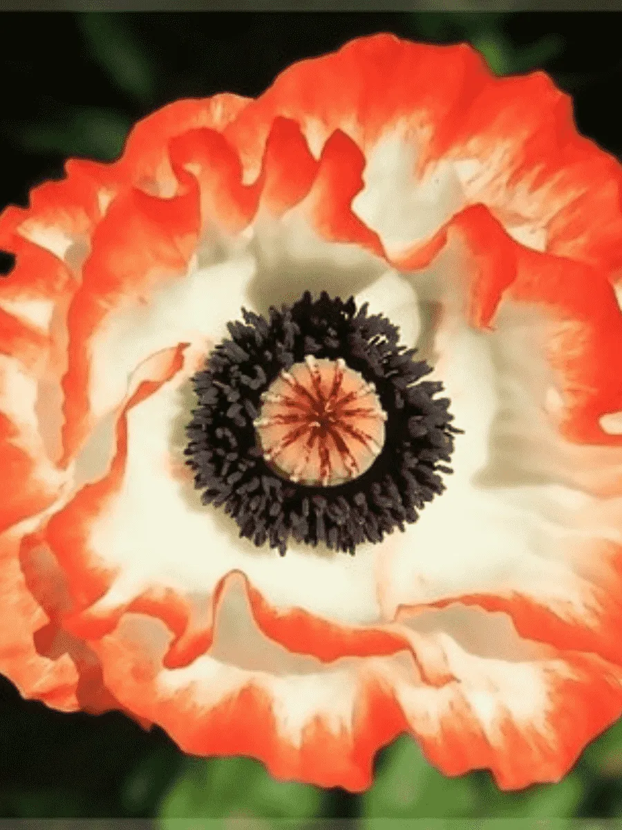 Мак восточный Picotee