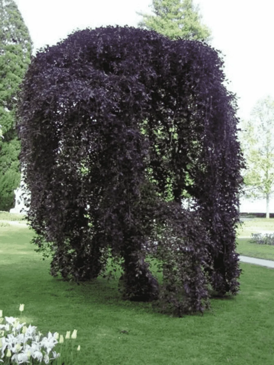 Береза повислая Purpurea