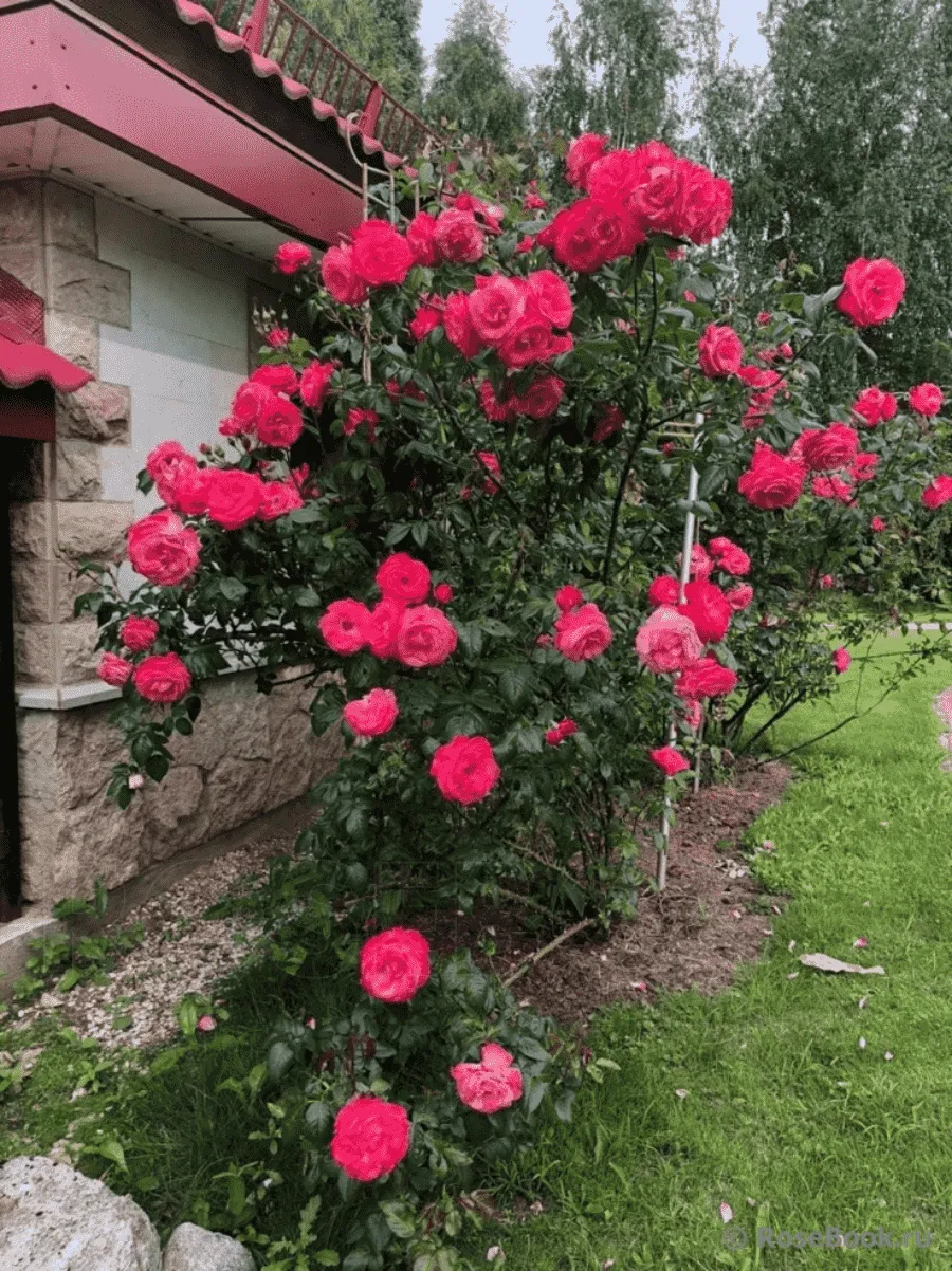 Роза Плетистая Shogun