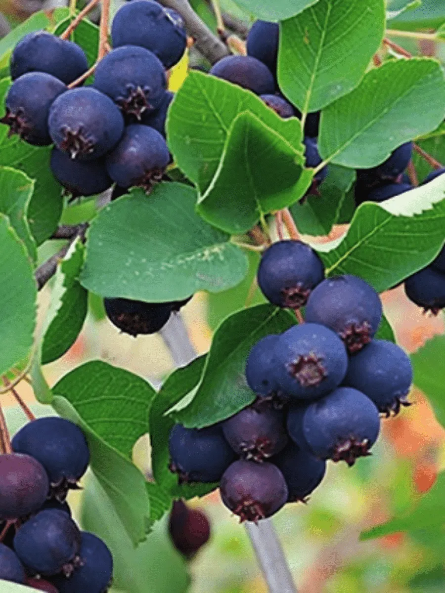 Ирга канадская  Forest Prince