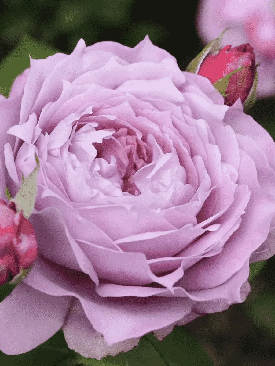 Роза флорибунда Novalis