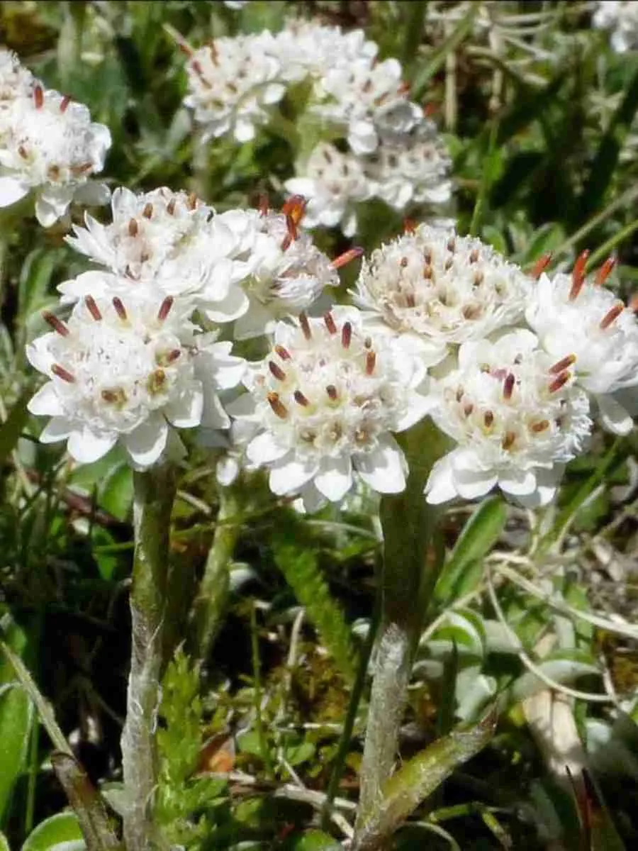 Антеннария