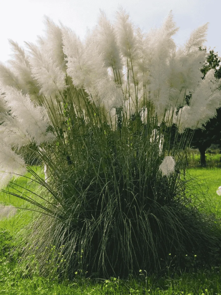 Кортадерия Cелло White Feather