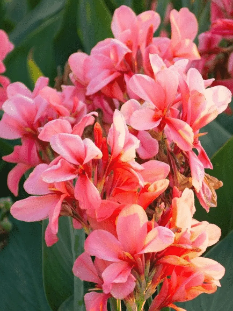 Канна City of Portland