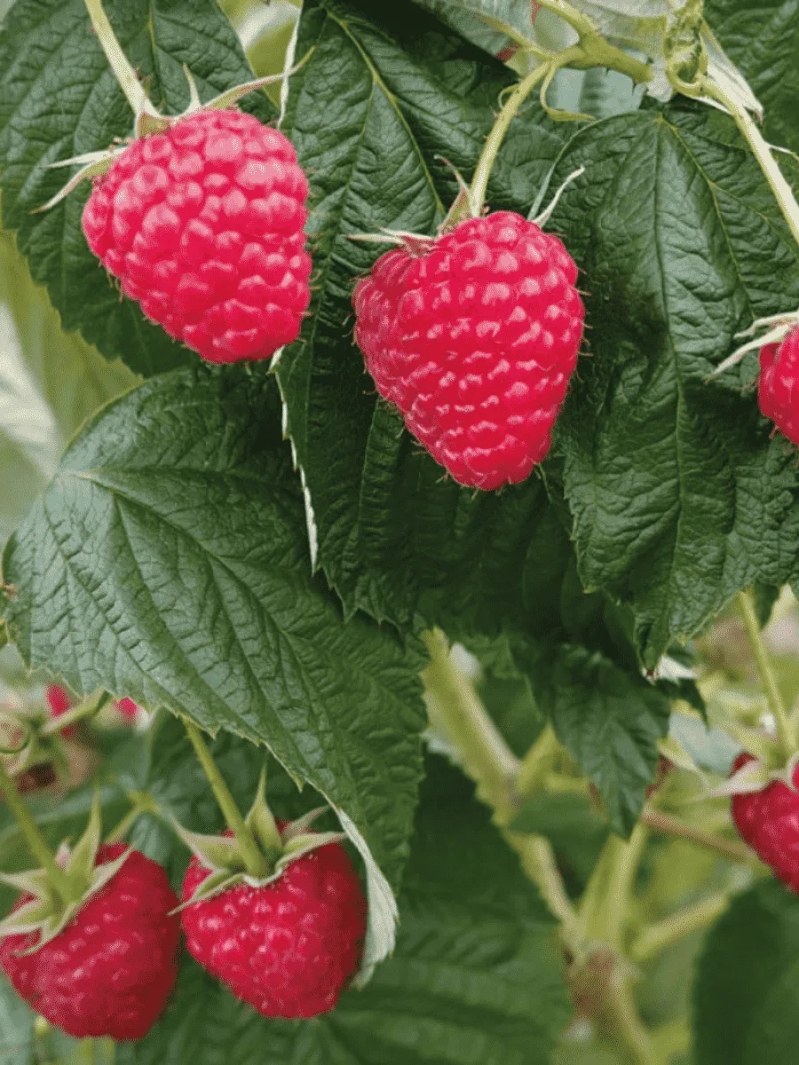 Малина Delniwa