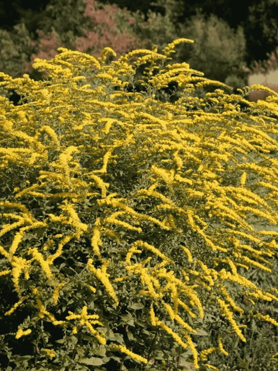 Солидаго гибридное Minissima