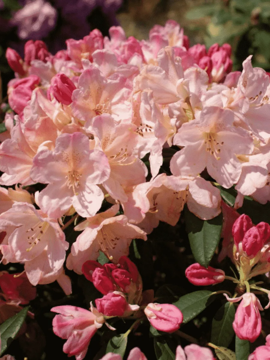 Рододендрон якушиманский Percy Wiseman