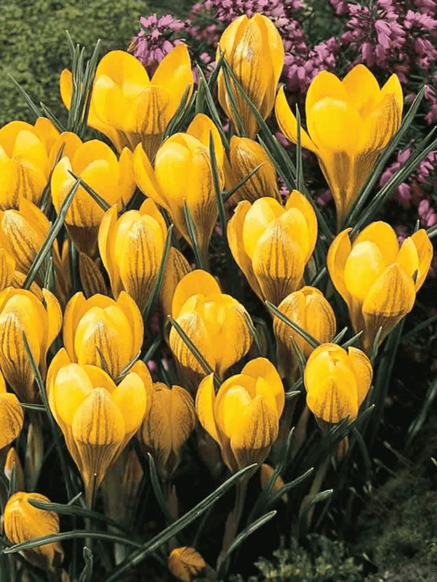 Крокус Ботанический Dorothy