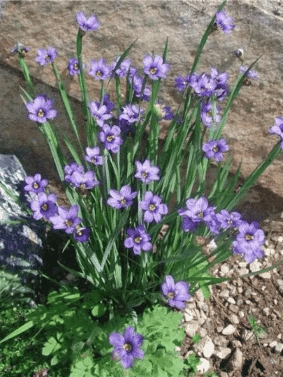 Сисюринхий