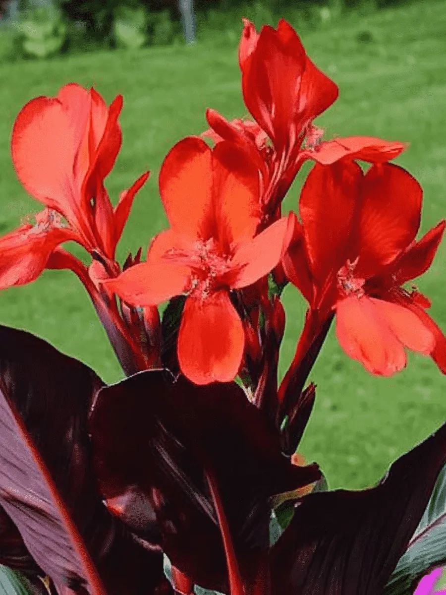 Канна  Black Knight