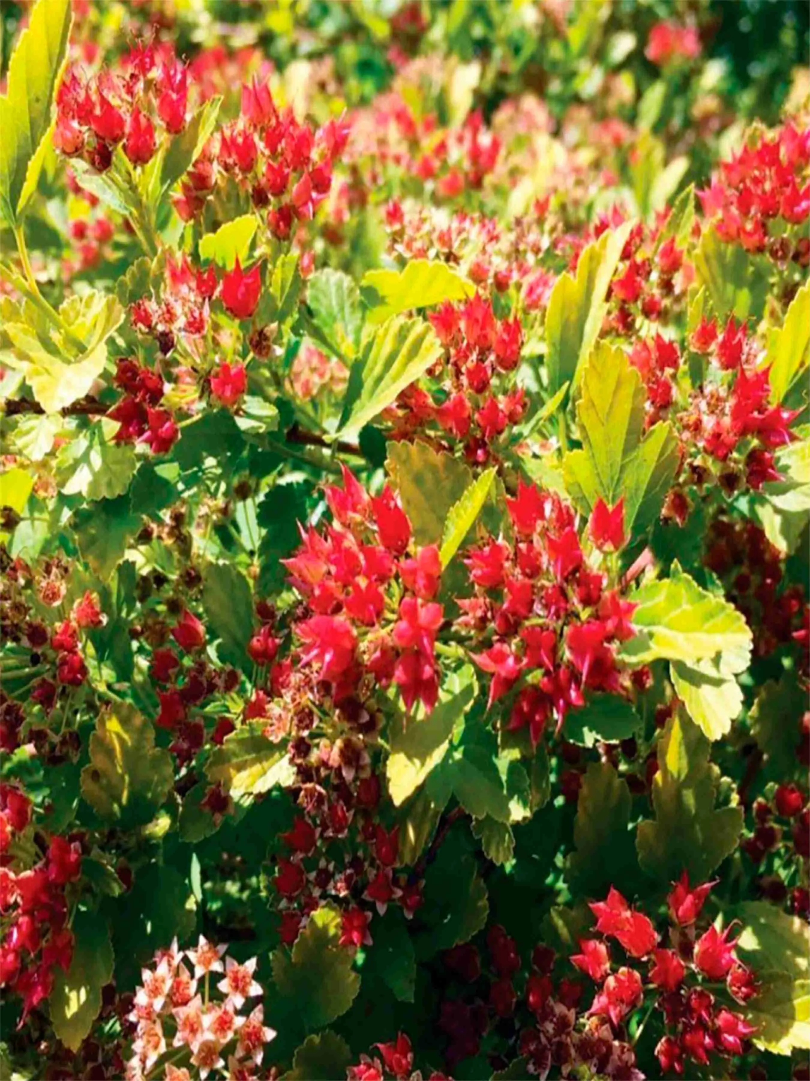 Пузыреплодник калинолистный Magical Raspberry Lemon