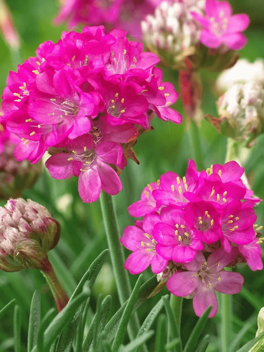 Армерия приморская Armada Rose