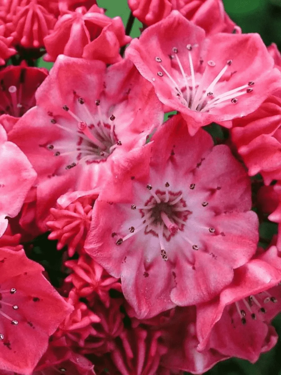 Кальмия широколистная Kardinal