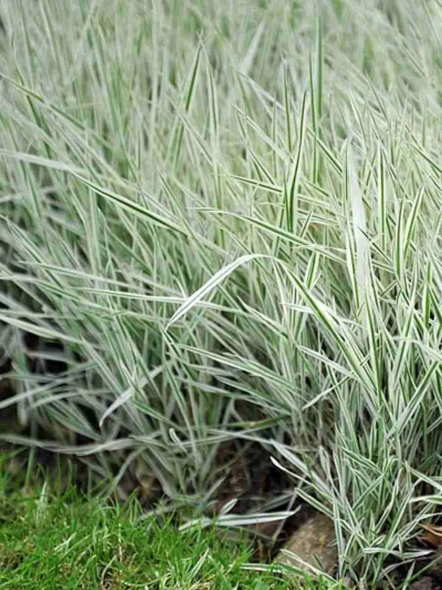 Бухарник мягкий Albovariegatus