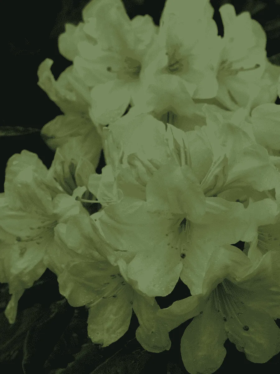 Рододендрон гибридный Профессор Шольц