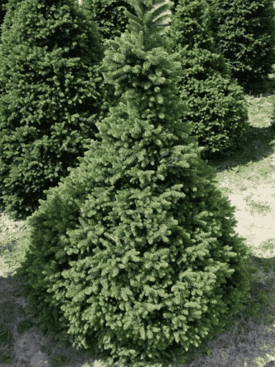 Ель обыкновенная Will's Zwerg