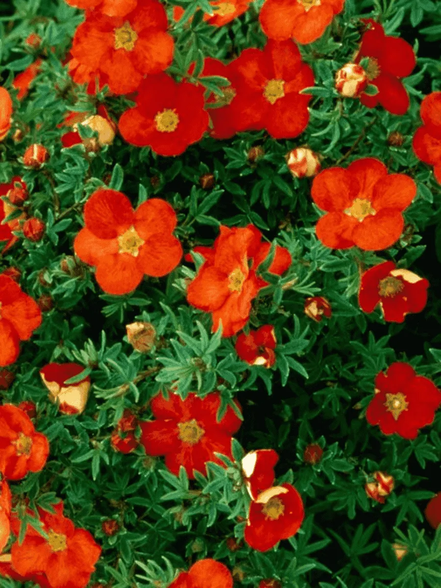 Лапчатка кустарниковая Marian Red Robin