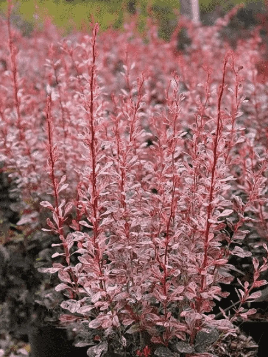 Барбарис Тунберга Rosy Rocket