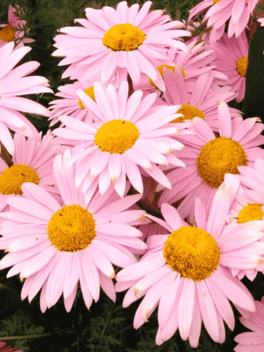 Пиретрум розовый Robinson Rose