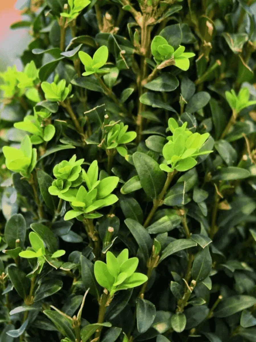 Самшит вечнозеленый