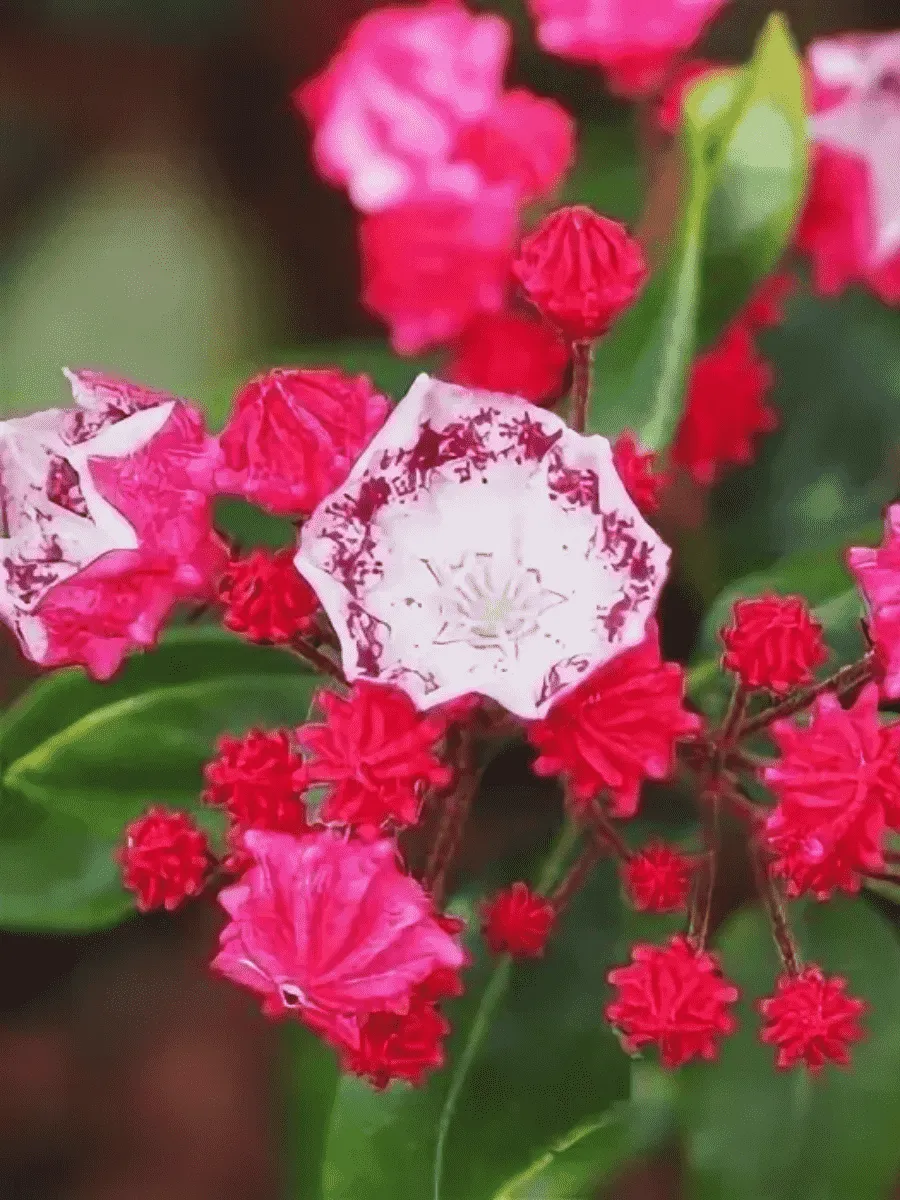 Кальмия широколистная Red Prince