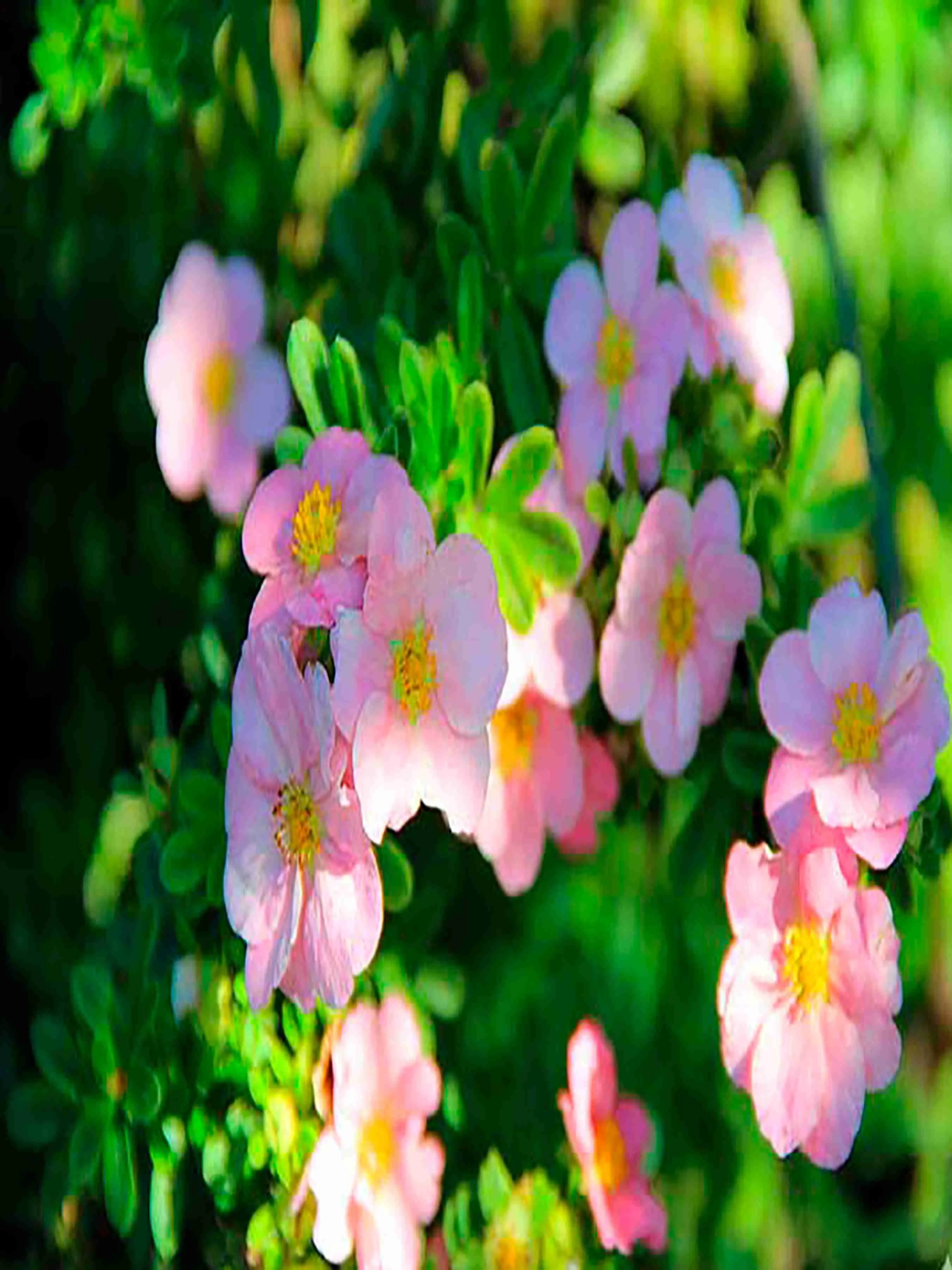 Лапчатка кустарниковая Princess Blink