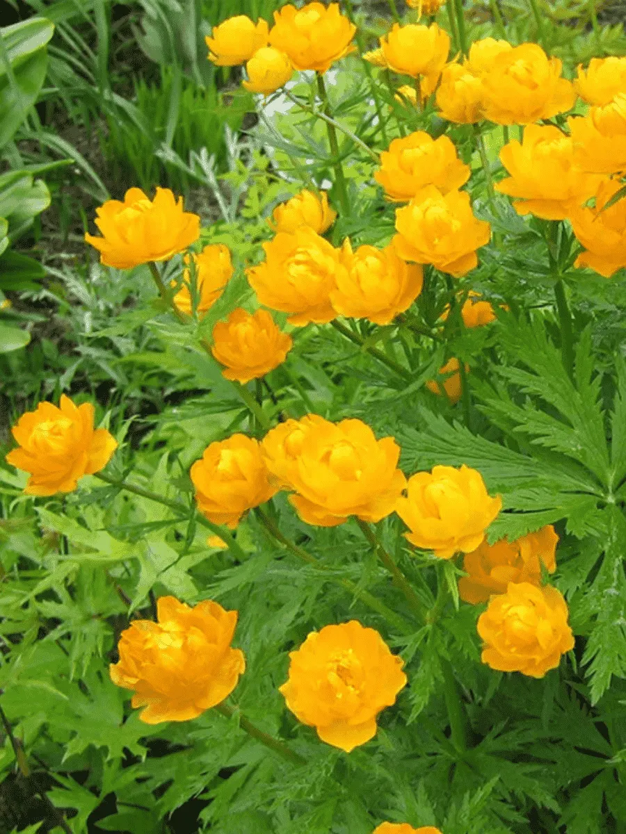 Купальница китайская Golden Queen