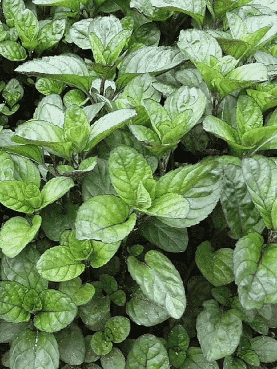 Мята перечная Апельсин