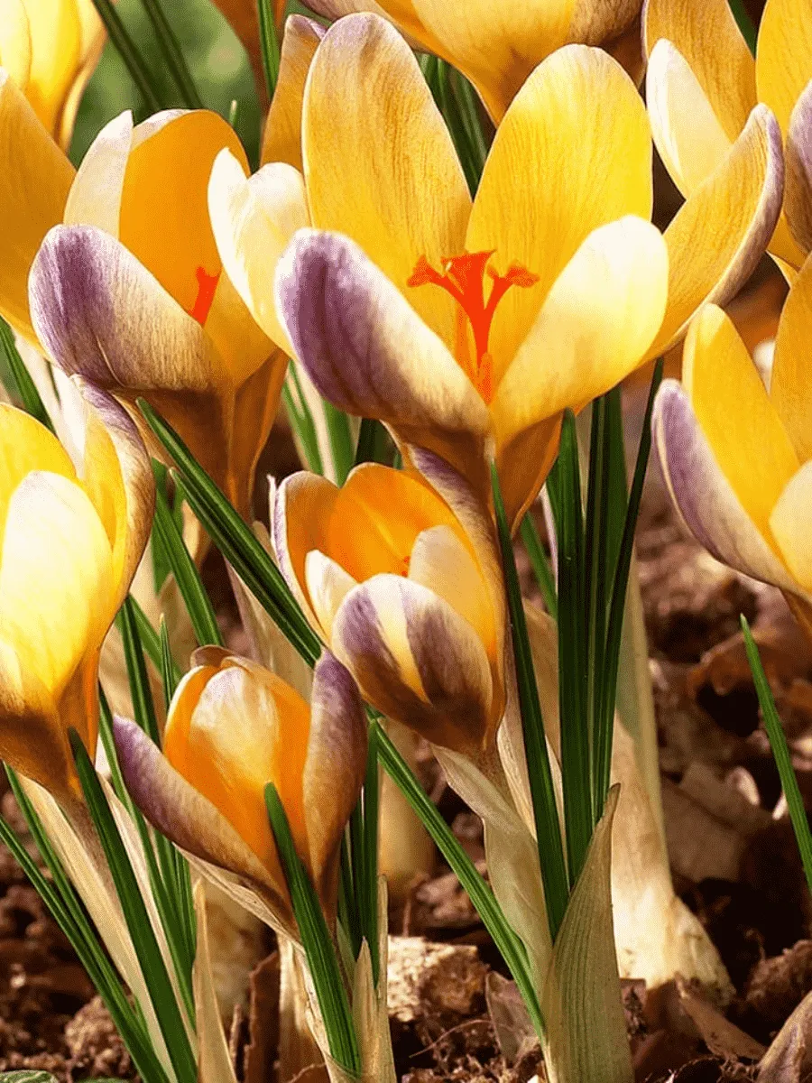 Крокус Ботанический Advance