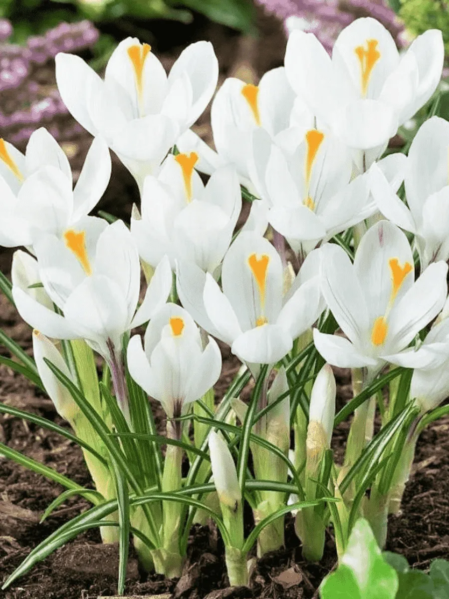Крокус крупноцветковый Jeanne d'Arc