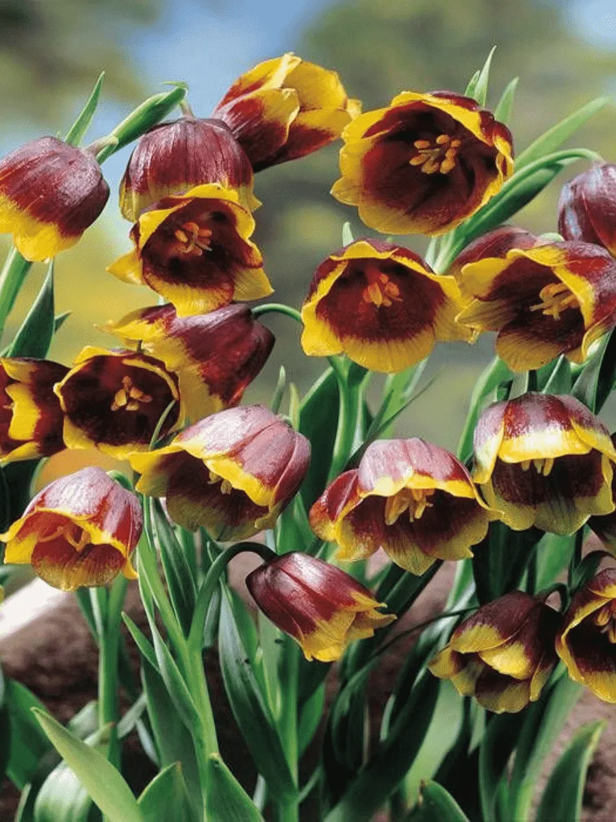 Рябчик императорский Uva Vulpis