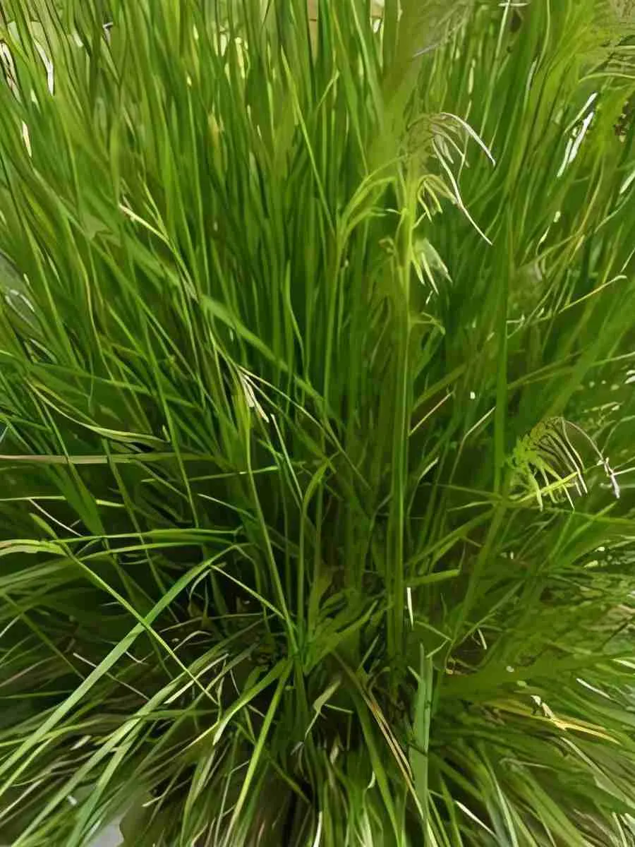 Щучка извилистая Tatra Gold