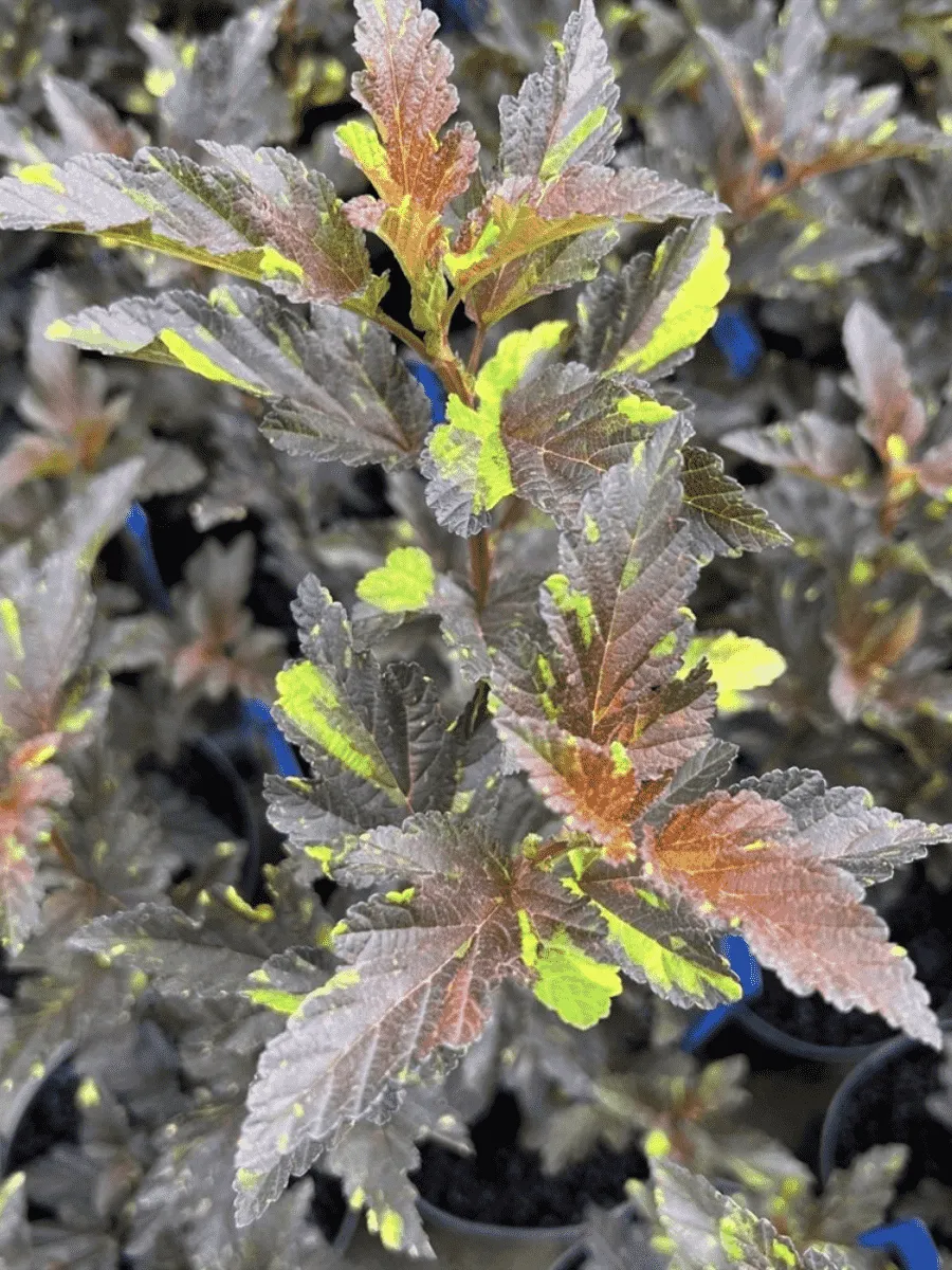 Пузыреплодник калинолистный Salamandra