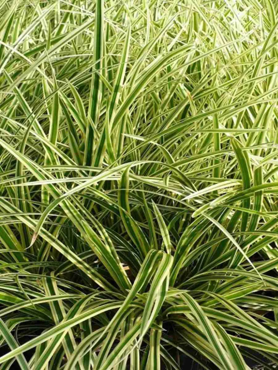 Осока морроу Goldband