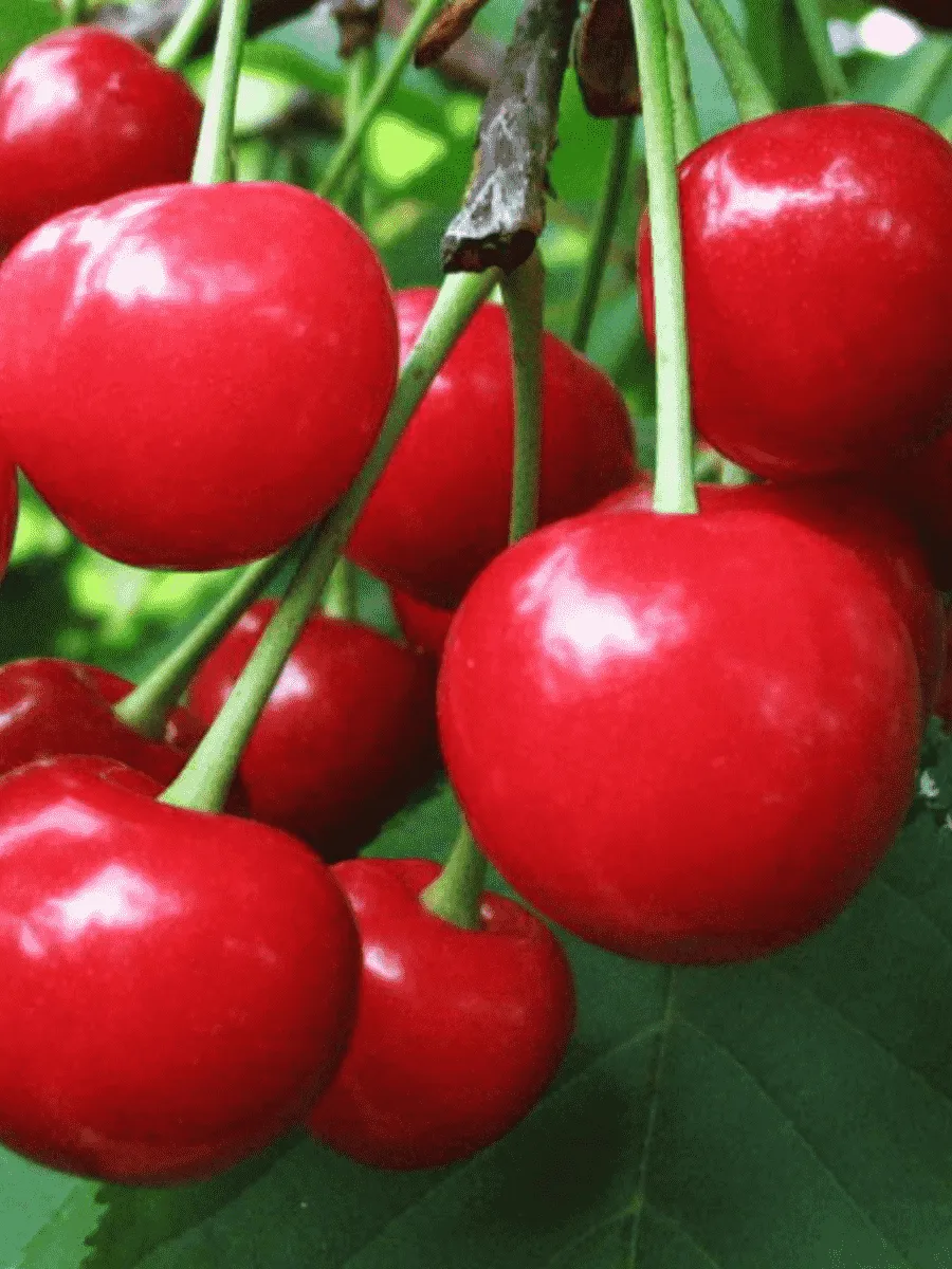 Дюк (Черевишня)  Превосходная Веньяминова